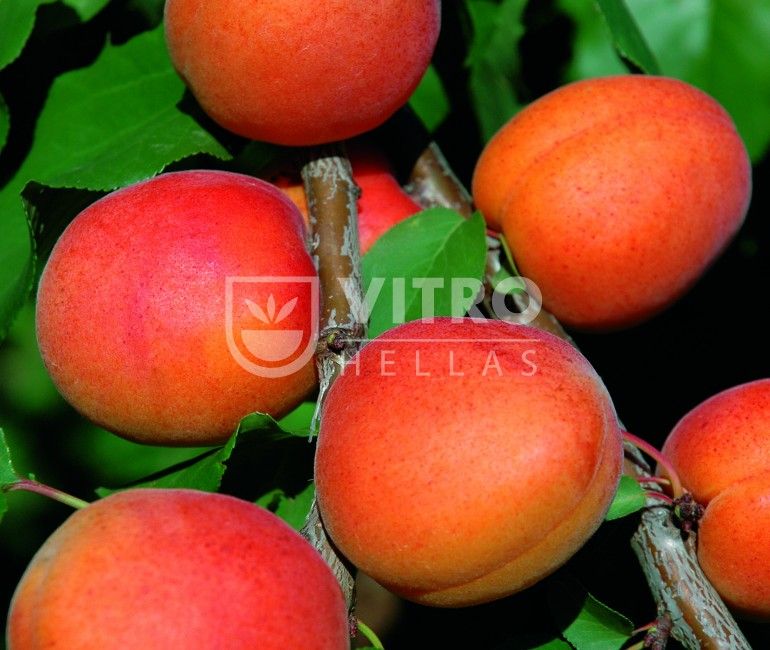 Fardao® IPS 2.3.81 - Apricots
