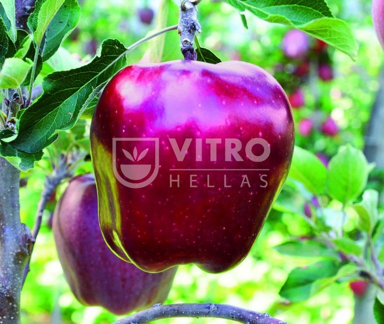King Roat® Red Delicious - Μηλιές
