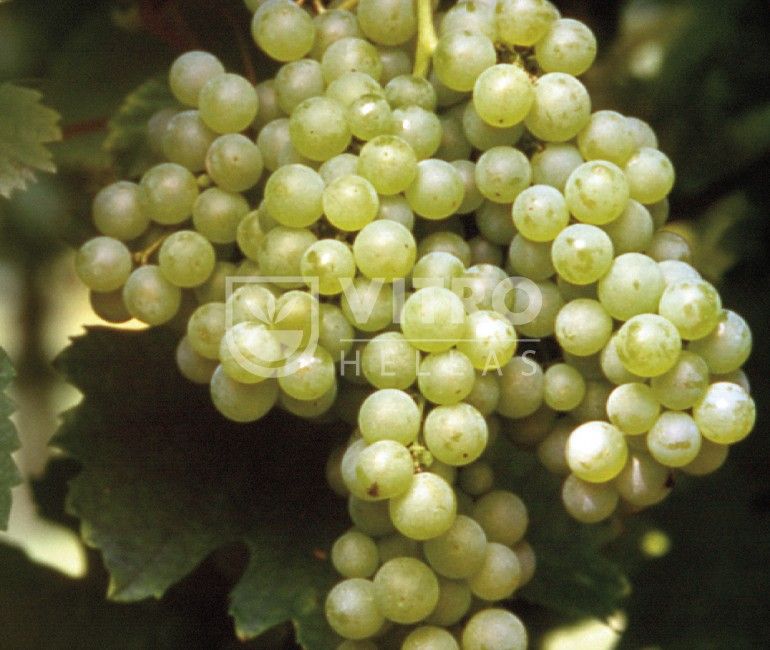 Malvasia Candia B - Саженцы винных сортов винограда