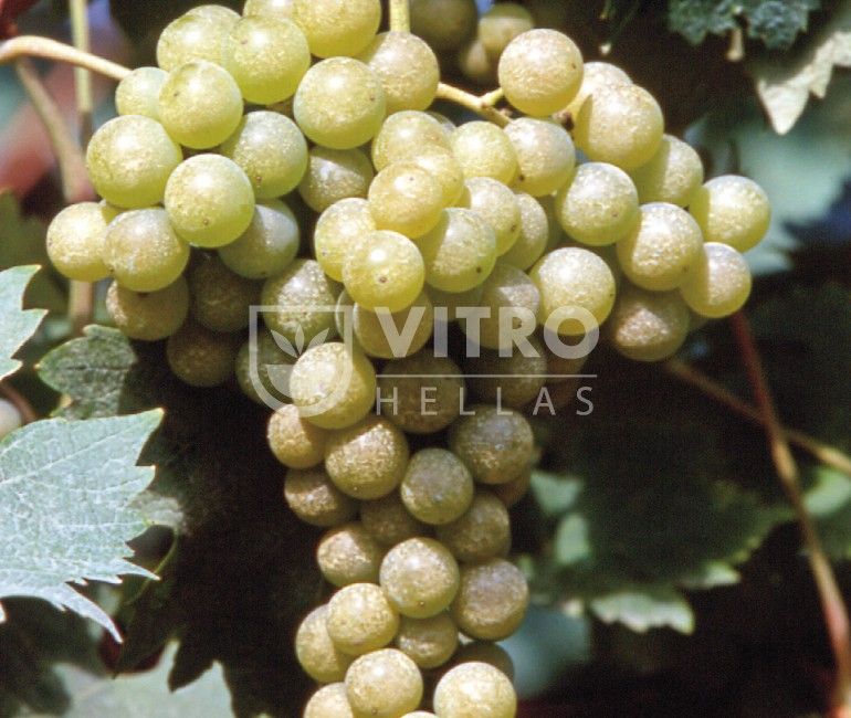 Malvasia Aromatica B - Саженцы винных сортов винограда