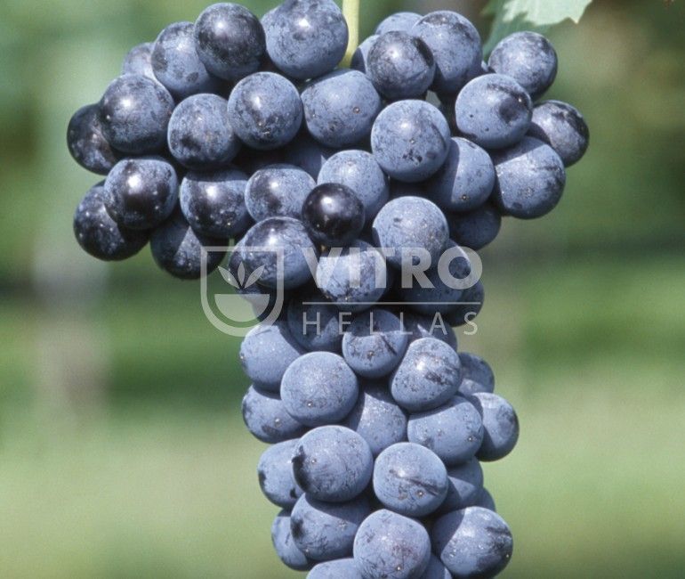 Merlot N - Саженцы винных сортов винограда