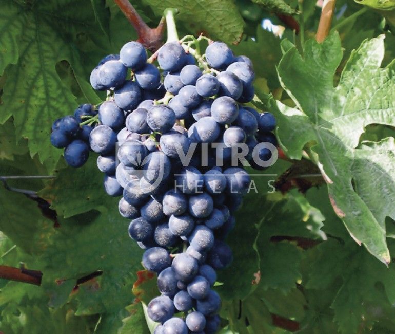 Montepulciano N - Саженцы винных сортов винограда