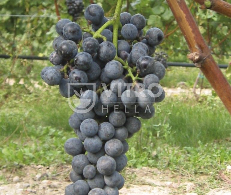 Petit Verdot N - СОРТА ВИНОГРАДА