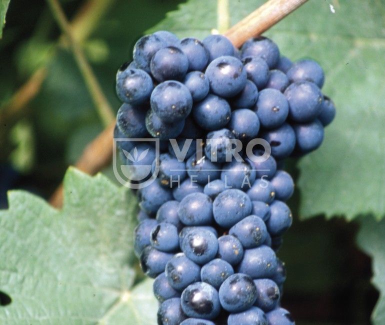 Pinot Nero N - Ποικιλίες Αμπέλου