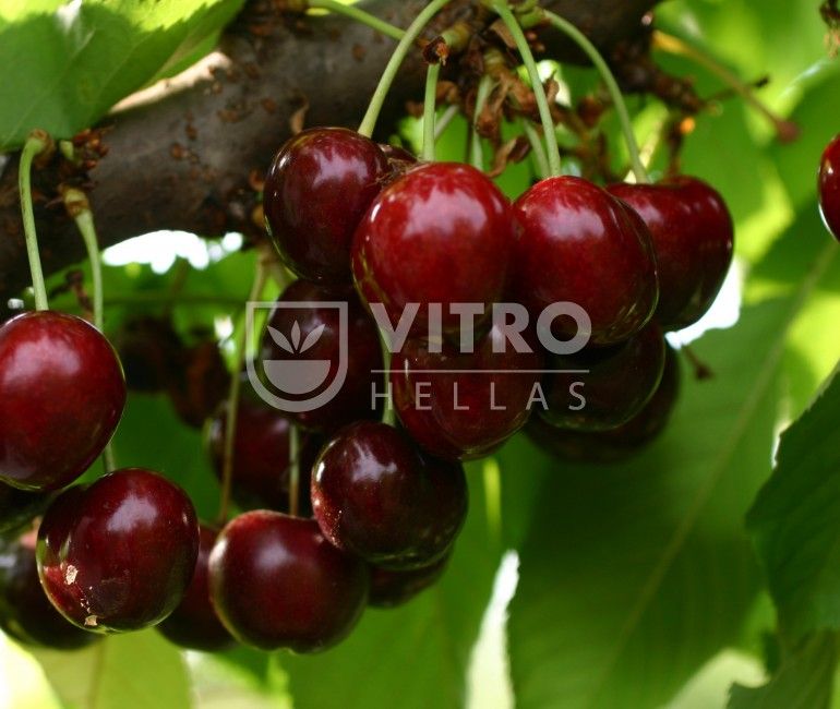 Sweet Saretta® - Cherries