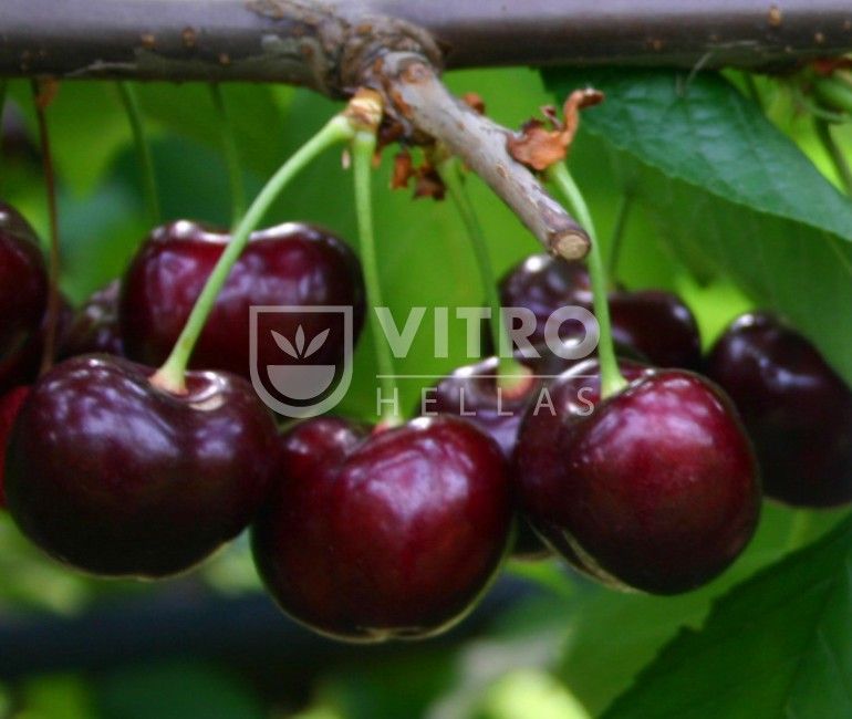 Sweet Stephany® - Cherries