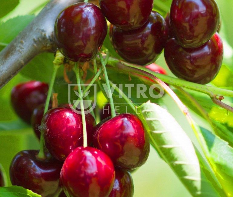 Sweet Valina® - Cherries