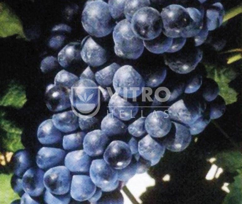 Tannat N - СОРТА ВИНОГРАДА