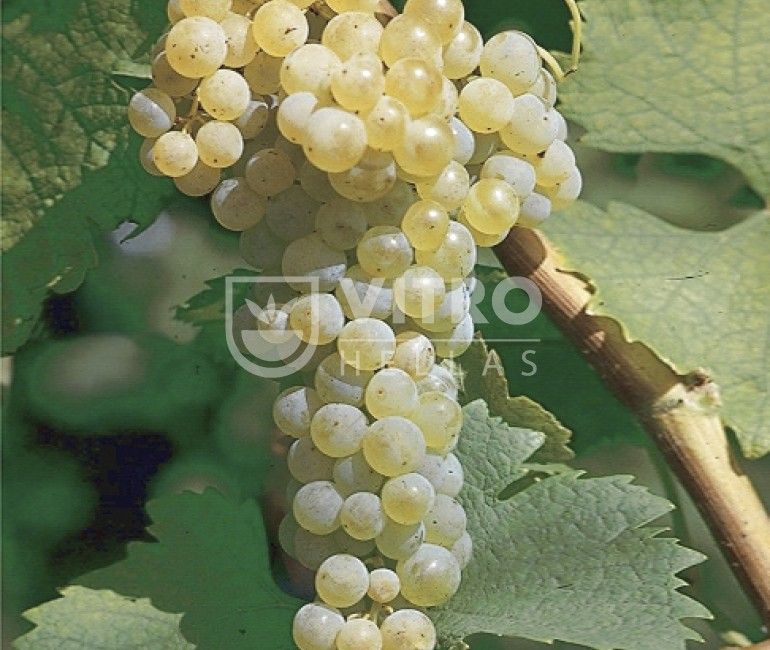 Trebbiano Toscano B (Ugni Blanc B) - Ποικιλίες Αμπέλου