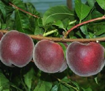 Royal Summer®Zaipela  - Peaches