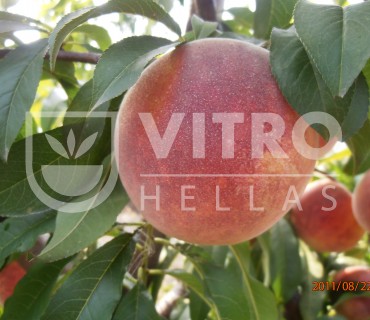 BOLERO® - Peaches
