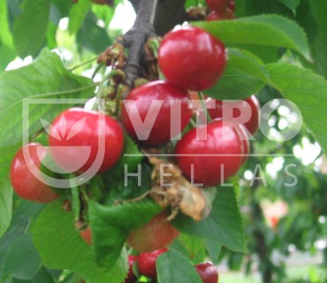 Early Bigi®  - Cherries