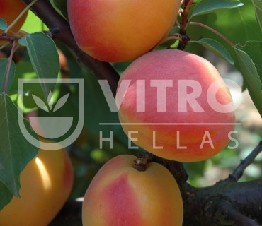 Faralia® IPS 1.2.85 - Apricots