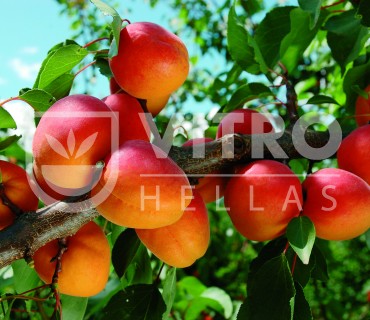 Farely® IPS 1.9.16 - Apricots