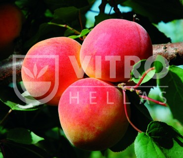 Farhial® IPS 2.4.58 - Apricots