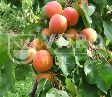 MONSTER COT - Apricots