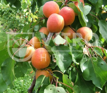 Monster Cot® - Apricots