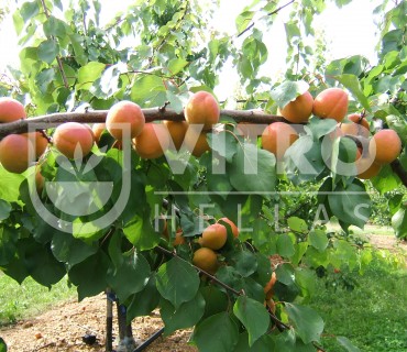 Monster Cot® - Apricots