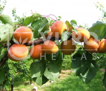 Monster Cot® - Apricots