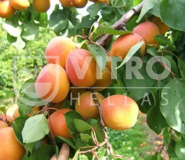 Monster Cot® - Apricots