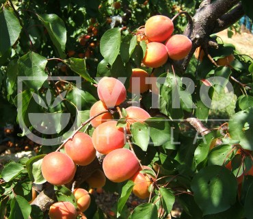 Monster Cot® - Apricots