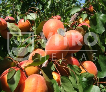 Monster Cot® - Apricots