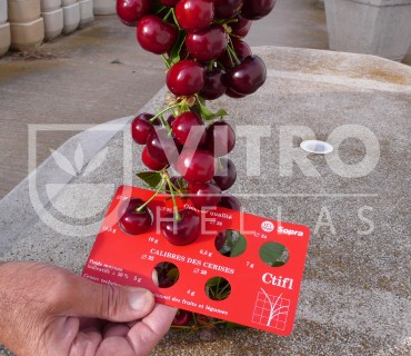 Nimba® - Cherries