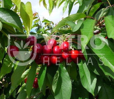 Pacific Red® - Cherries