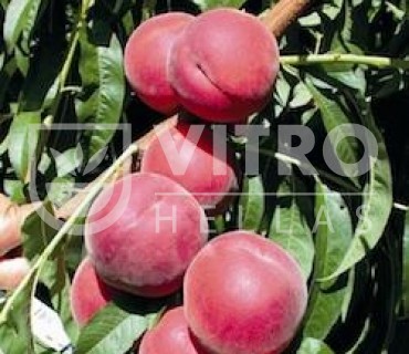 Royal Lee® - Peaches
