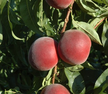 Royal Summer®Zaipela  - Peaches