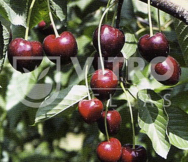 Regina - Cherries
