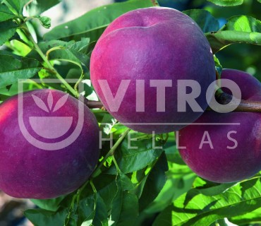 Royal Pride® Zaisula        - Peaches