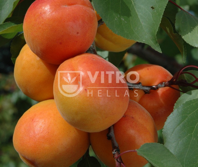 MAYA COT (cov) Apricots Vitro Hellas Nursery