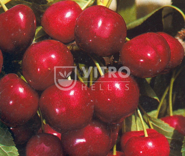 Ferrovia - Cherries
