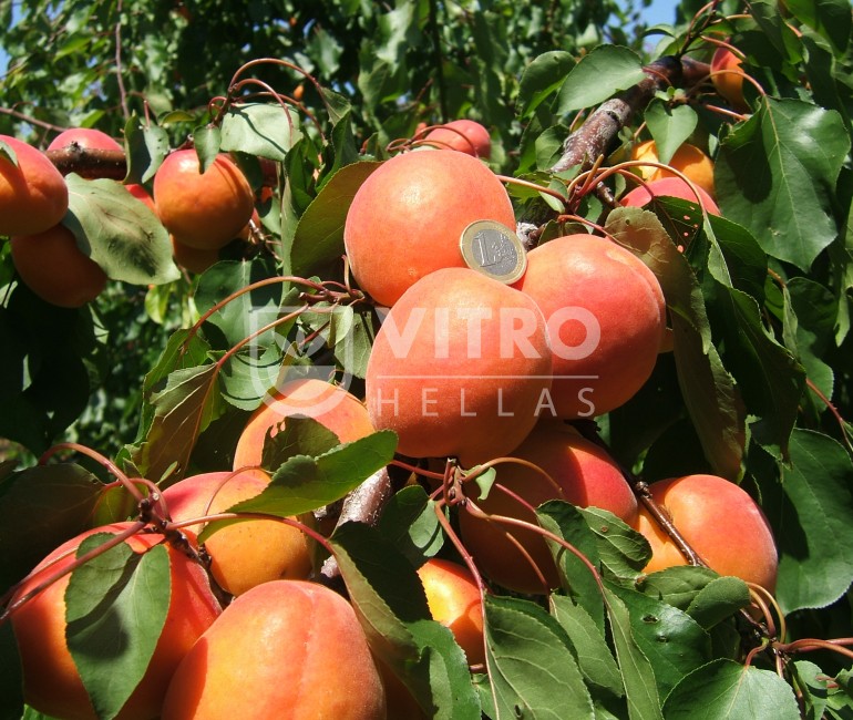 MONSTER COT - Apricots