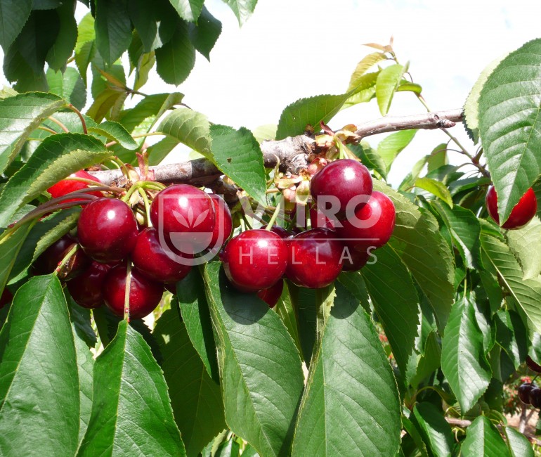 Nimba® - Cherries