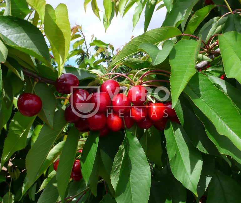 Pacific Red® - Cherries