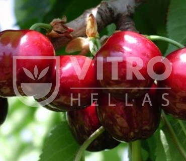 Sweet Lorenz® Cherries - Hellas Nursery Vitro