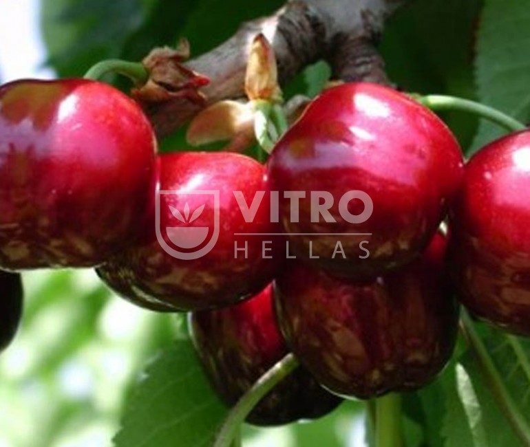 Early Bigi®  - Cherries