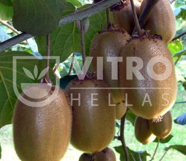 Boerica® - Kiwi Plants