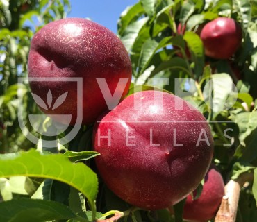 Atanais® - Nectarines