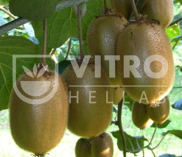 Boerica® - Kiwi Plants