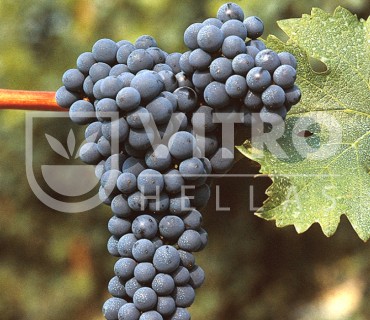 Cabernet Sauvignon - 