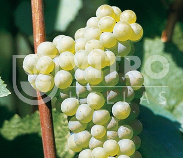 Chardonnay - 