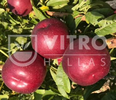 Clariss® - Nectarines