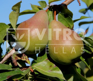 Early Giulia® - Pears