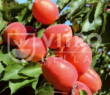 Farbela® - Apricots
