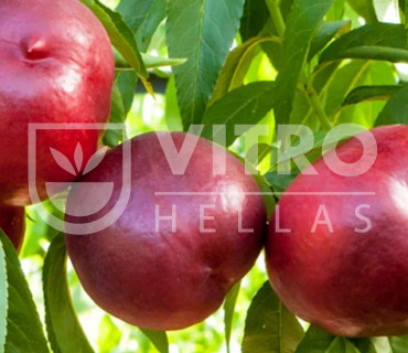 Honey Top® - Nectarines