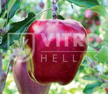 King Roat® - Apples