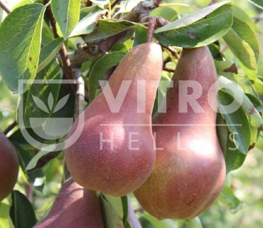 Lucy Red® - Pears